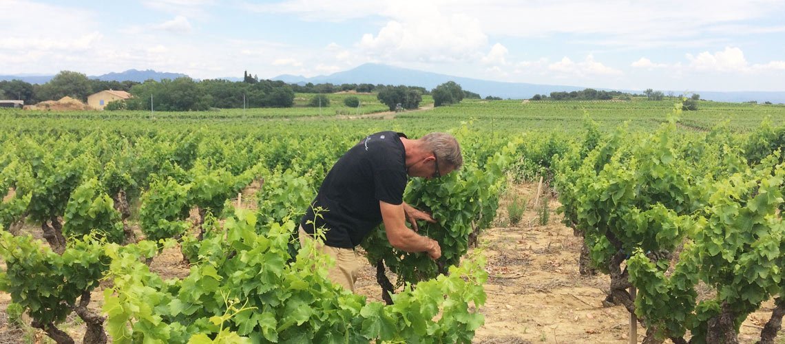 Read more about the article News in the vineyard…