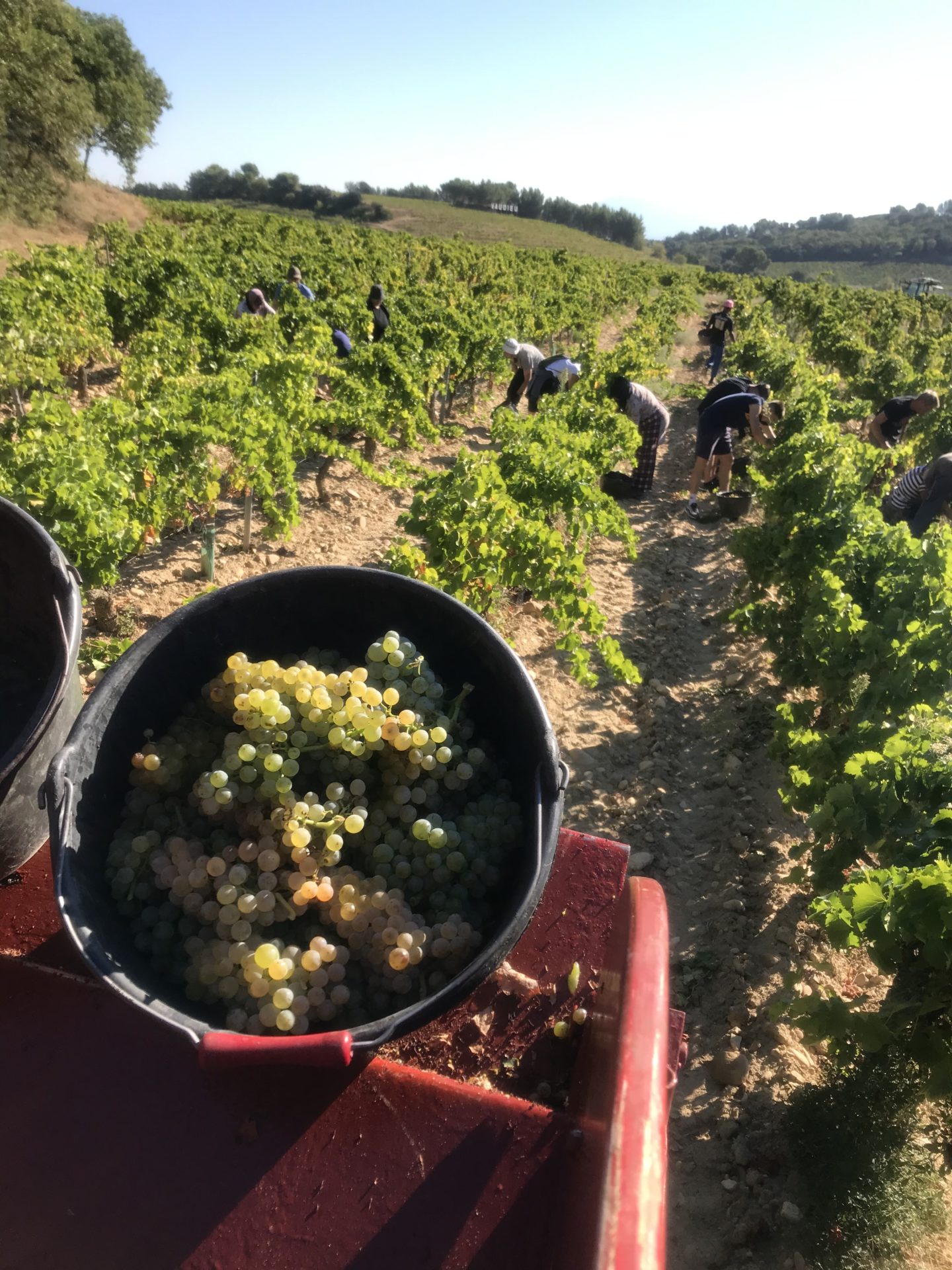 Lire la suite à propos de l’article Les vendanges 2020 – Un joli millésime